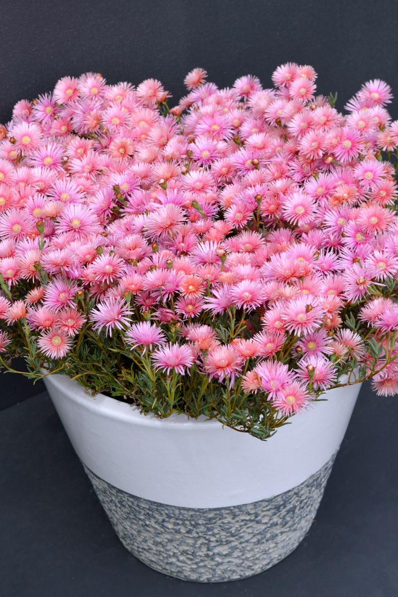 Lampranthus 'Coral Explosion'