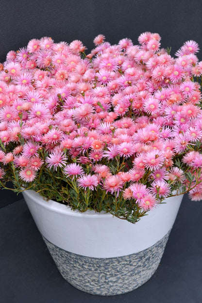 Lampranthus 'Coral Explosion'