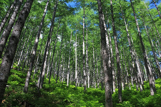 Larix kaempferi