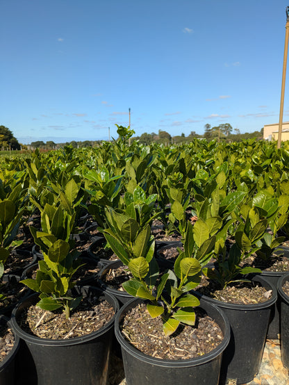 Laurus nobilis 'Baby Bay' pbr