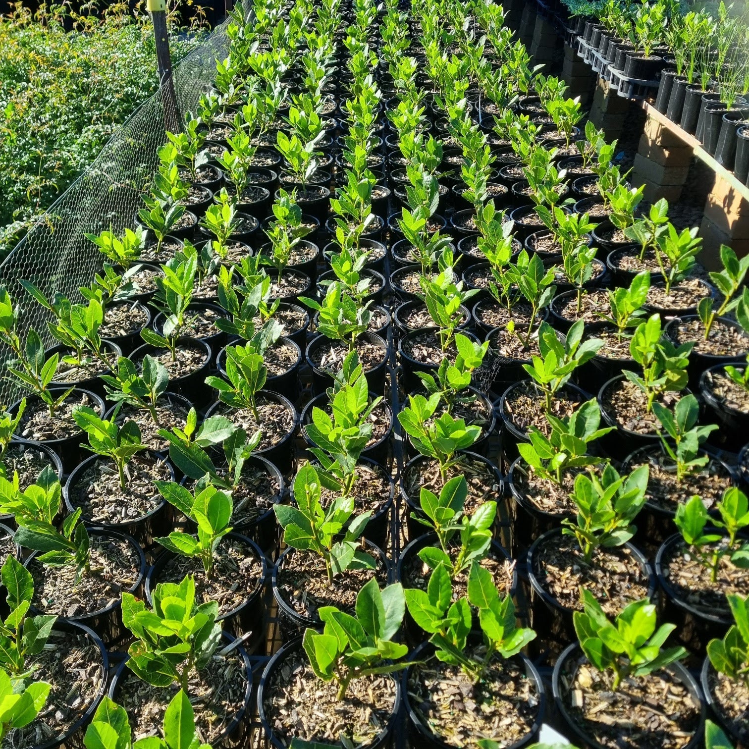 the plant broker