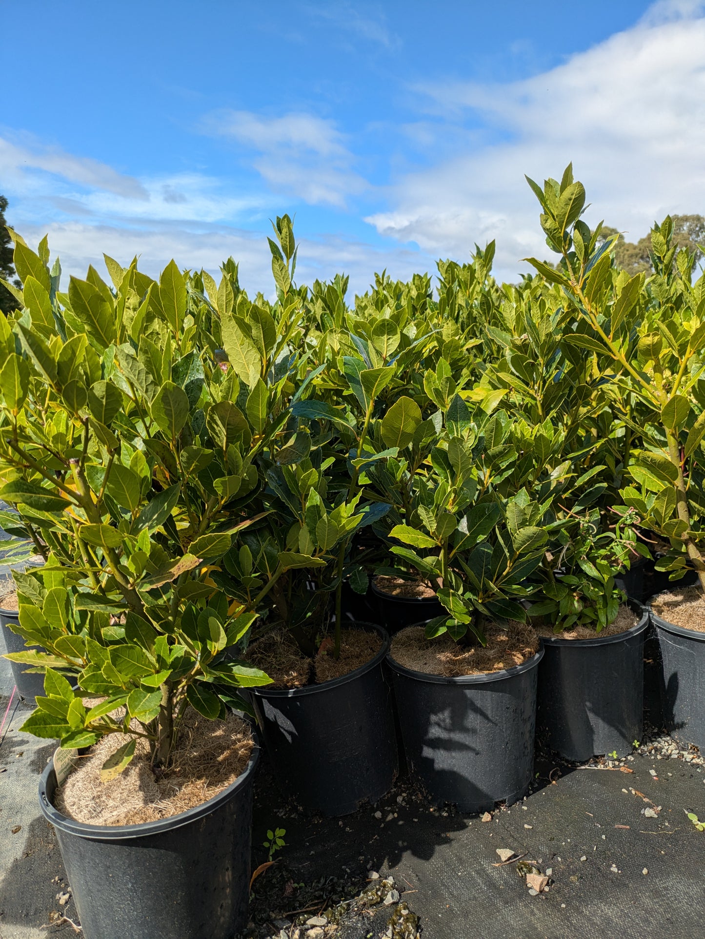 Laurus Flavour Master