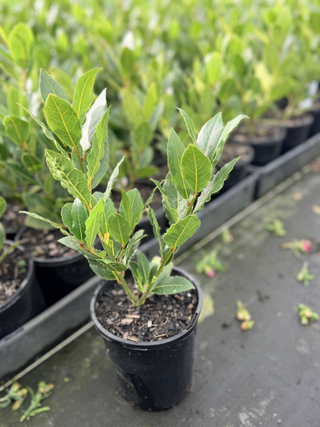 the plant broker