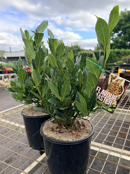 Laurus Flavour Master