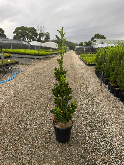 Laurus nobilis Miles Choice