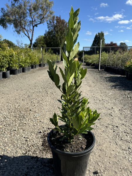 Laurus nobilis