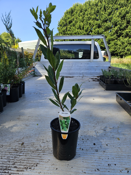 Laurus nobilis