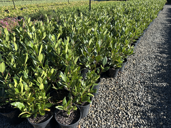 Laurus nobilis