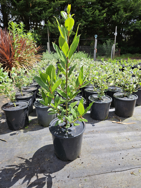 Laurus nobilis