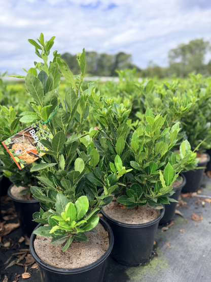 Laurus nobilis 'Baby Bay' pbr