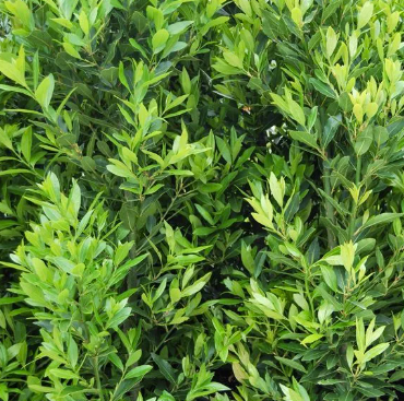 Laurus nobilis Miles Choice