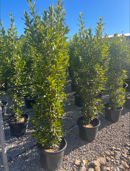 Laurus nobilis Miles Choice