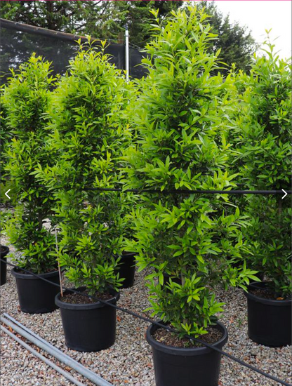 Laurus nobilis Miles Choice