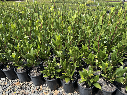 Laurus nobilis