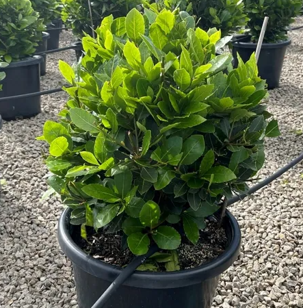 Laurus nobilis 'Baby Bay' pbr