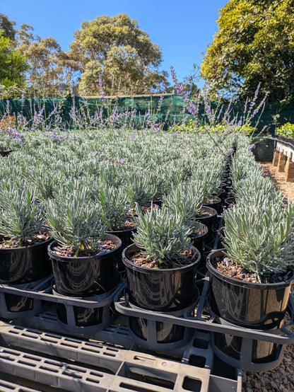 Lavandula angustifolia