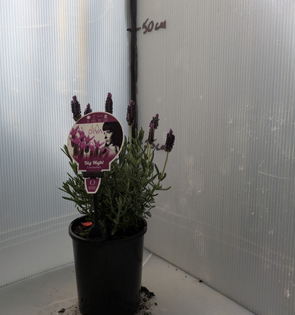 Lavandula LaDiva Papillon Big Night