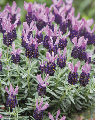 Lavandula LaDiva Papillon Big Night