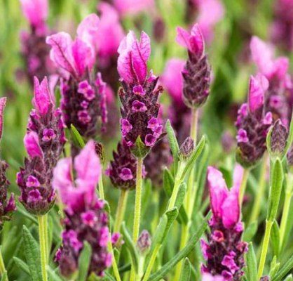 Lavandula LaDiva Papillon Deep Rose