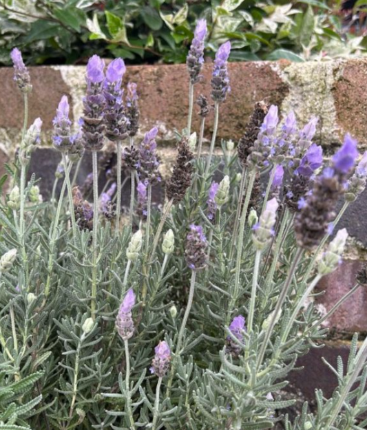 Lavandula LaDiva Papillon Imperial
