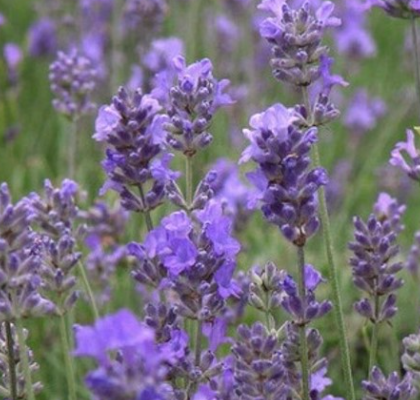 Lavandula LaDiva Papillon Romance