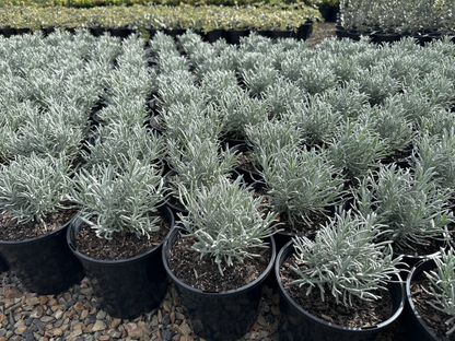 Lavandula angustifolia