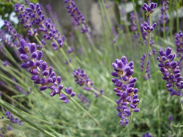 Lavandula angustifolia "Hidcote"