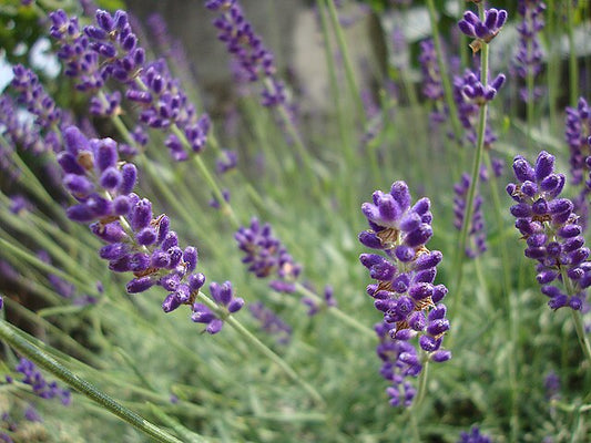 Lavandula angustifolia "Hidcote"