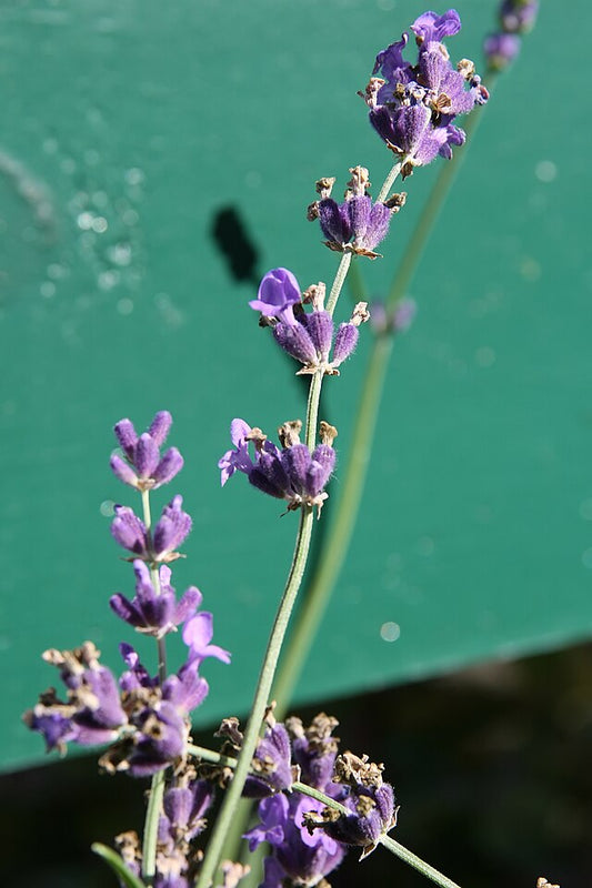Lavandula angustifolia "Munstead"