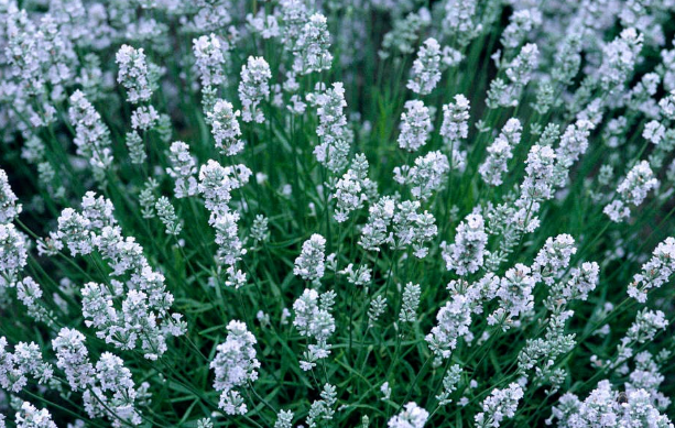 Lavandula angustifolia "Nana Alba"