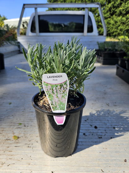 Lavandula angustifolia Rosea