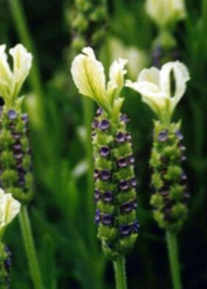 Lavandula spp. "Pippa White"