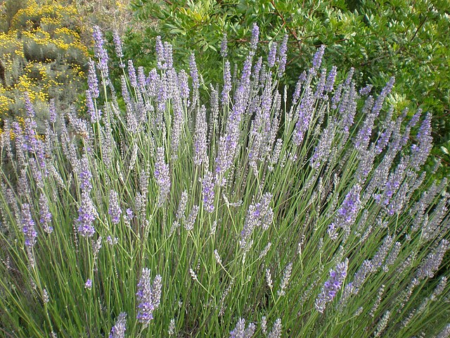 Lavandula x. intermedia