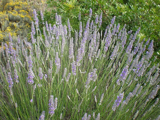 Lavandula x. intermedia
