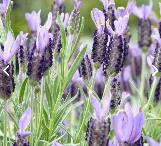 Lavender - Avonview