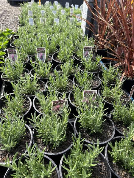 the plant broker