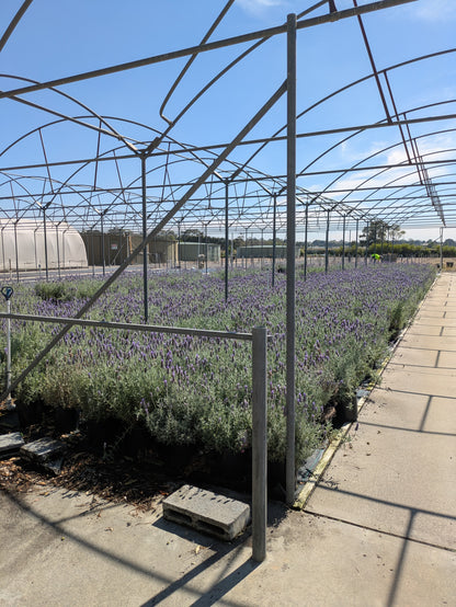 Lavender - French Revolution Lavandula dentata