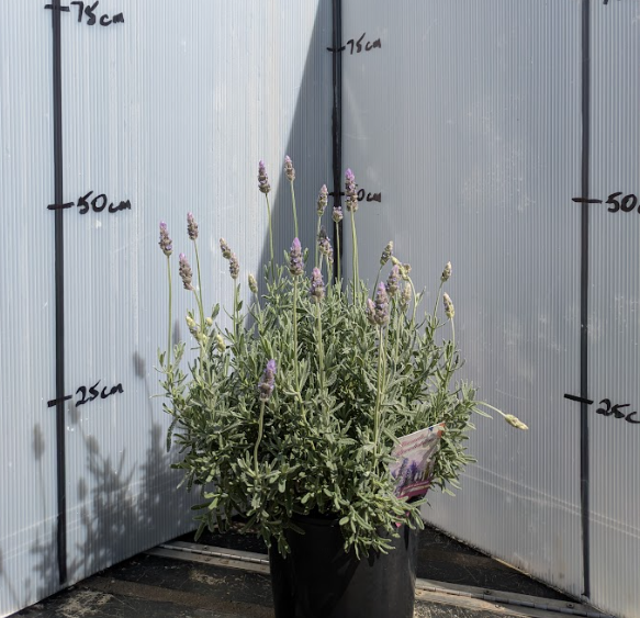 Lavender - French Revolution Lavandula dentata