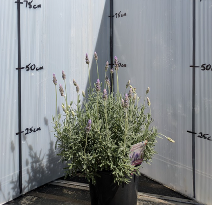 Lavender - French Revolution Lavandula dentata
