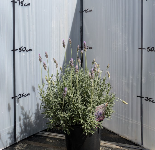 Lavender - French Revolution Lavandula dentata