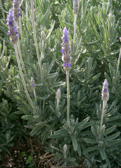 Lavender - French Revolution Lavandula dentata