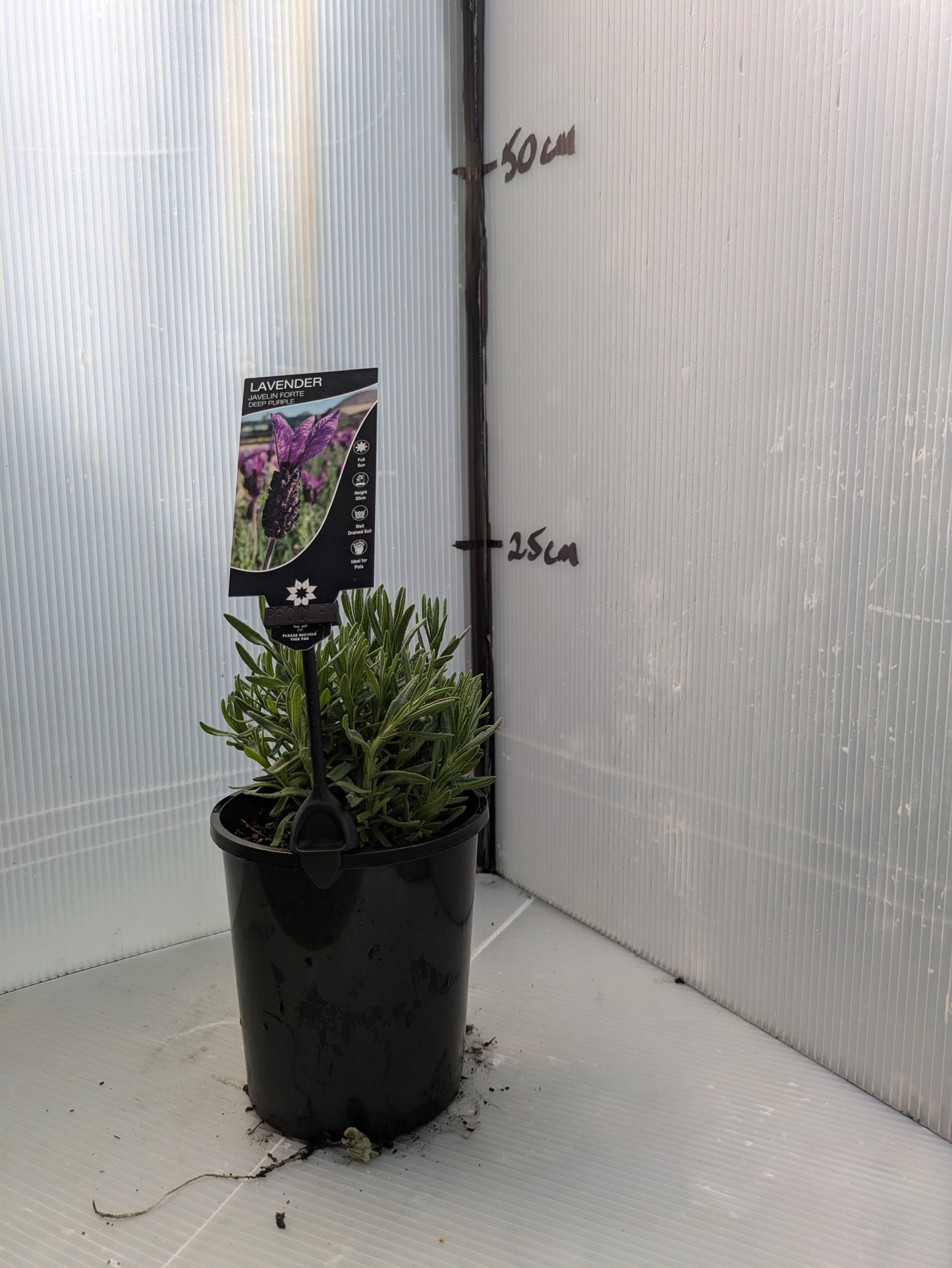 Lavender - Javelin Forte Deep Purple