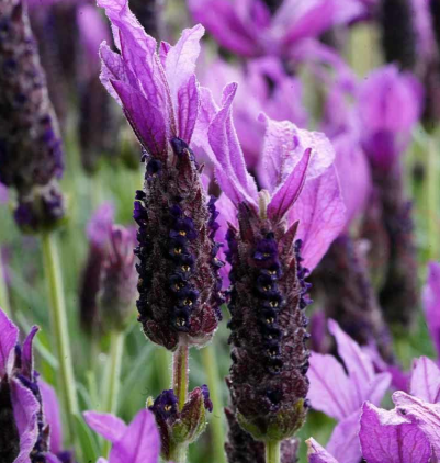 Lavender - Javelin Forte Deep Purple