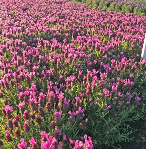 Lavender - Javelin Forte Deep Rose