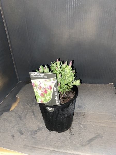 Lavender - Javelin Forte Deep Rose