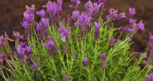 Lavender - Javelin Forte Purple