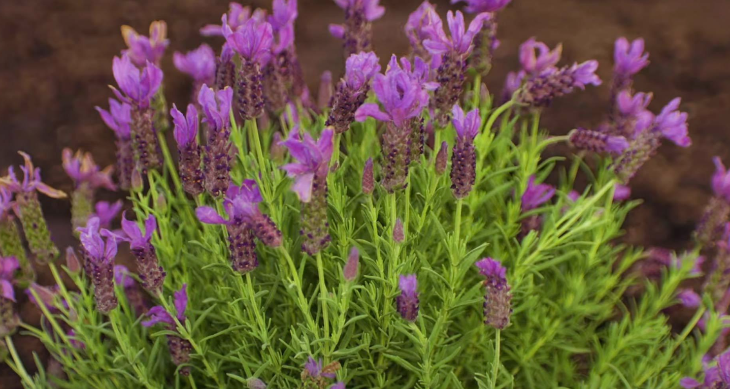 Lavender - Javelin Forte Purple