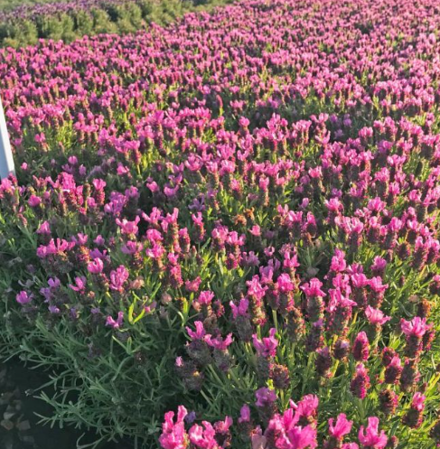 Lavender - Lady