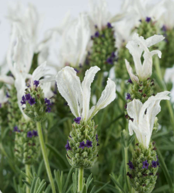 Lavender - Laveanna White