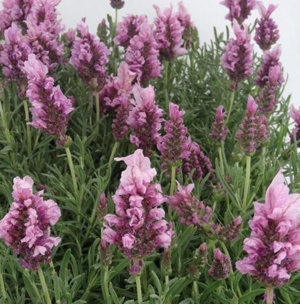 Lavender - Lavish™ Rose
